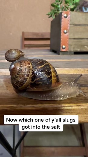 Effects of Salt on Slugs: Exploding Phenomenon Revealed