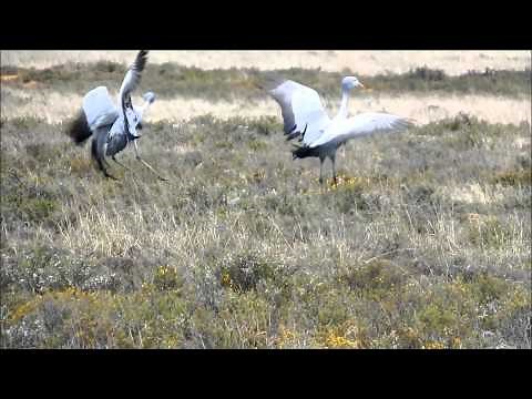 The Blue Crane - so charming yet listed as a "Vulnerable Species"