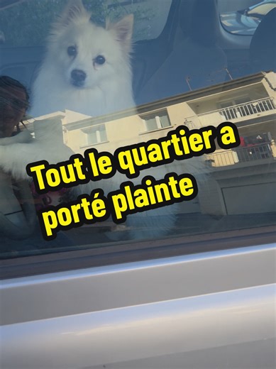 8h du matin ... merci mon champion ! #pov #dogtok #chien #situationgenante #humour