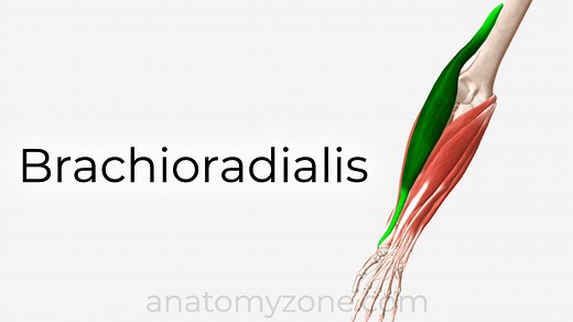 Brachioradialis - Origin, Insertion, Action, 3D Model | AnatomyZone