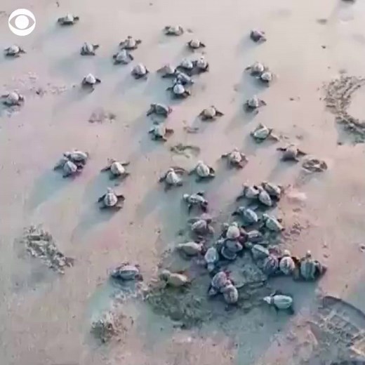 14K views · 435 reactions | A large group of baby sea turtles was filmed being released at sunset on a beach in northern Nicaragua. According to Sea Turtle Conservation of the Pacific, sea turtle eggs in Nicaragua are at risk to “the illegal food trade.” The group incubates turtle eggs in a hatchery, then releases the baby turtles to the ocean. | CBS News | Facebook