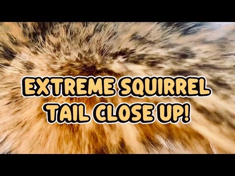 An EXTREME Squirrel Tail Close Up! (Wait For It…)