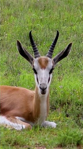 Springboks Are Built for Extreme Survival