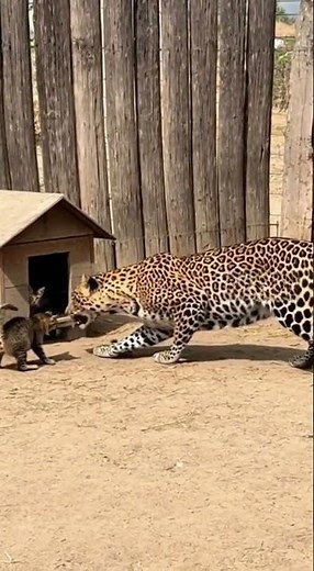 Mother Cat Defends Her Home and Kittens from a Spotted Leopard — Caught on CCTV!