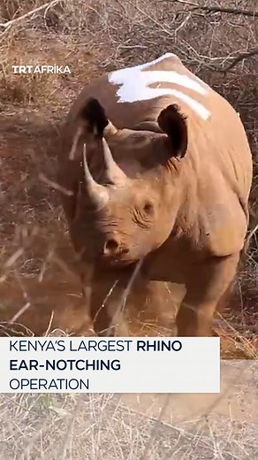 The Kenya Wildlife Service (KWS) has launched the largest exercise of its kind in Kenya’s conservation history; an operation to ear-notch more than 100 black rhinos at the Tsavo West National Park. The rhinos will be fitted with ear tags nd transmitters to enhance surveillance and data accuracy. | TRT Afrika