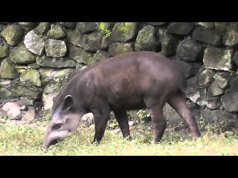 On Location: The South American Tapir