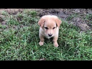 Daily Life of a Farmer with His Animals | Heartwarming Farm Moments That Will Inspire You