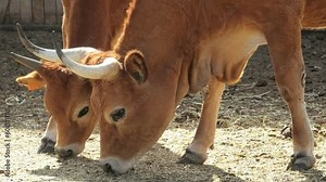 close-up on Longhorn cattle are a tough breed that can handle various weather conditions. They have unique long, curved horns that can reach six feet.