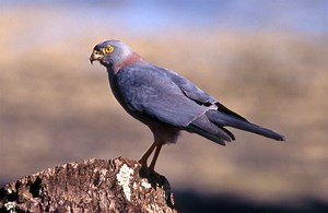 Fiji goshawk - Alchetron, The Free Social Encyclopedia