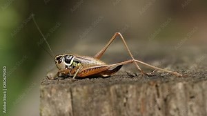 A beautiful Roesel's Bush-Cricket, Metrioptera roeselii, perching on wood fence post.