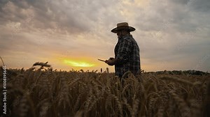 Cinematic slow motion shot in farmland, farmer with tablet in rye field. Beautiful scenery in agricultural area, professional agronomist in golden wheat field, planning harvest, eco farming for food