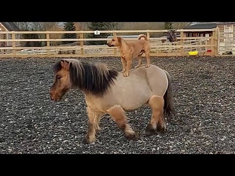 Trick-Performing Dog Is Best Friends With Horse