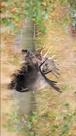 Why Moose Are Extremely Dangerous