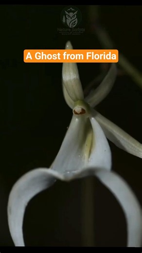 The Ghost from Florida