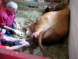 Clara Gives Birth to a Baby Bull