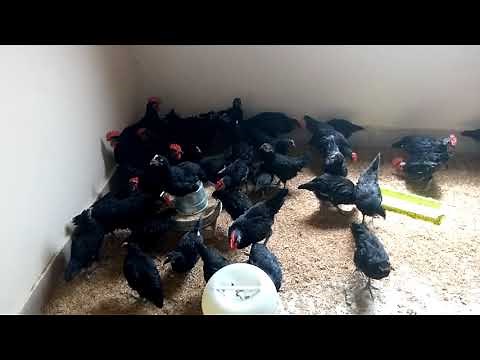 2 Months Old Black Australorp Chicks