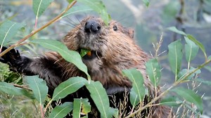 Beavers are beloved ecosystem-engineers: Their dams create slow-moving ponds and transform entire ecosystems. Their efforts improve water quality and ecosystem health for other wildlife while softening the reach of floods and wildfires. And yet, a U.S. Department of Agriculture’s program called Wildlife Services killed 24,603 native beavers in 2023 — at the behest of the animal agriculture industry. "Healthy, wild ecosystems will never require the slaughter of hundreds of thousands of native wil
