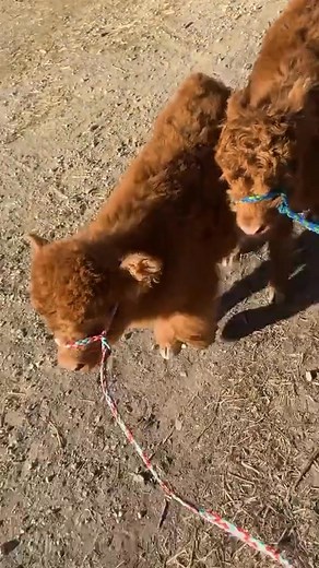 Meet our adorable mini moo crew 🐮✨ Tiny in size, big in personality — and ready to brighten your feed! Whether rescued, rehomed, or raised with love, our mini cows deserve all the cuddles and second chances. 🤎 Follow our journey for heart-melting moments, fun cow facts, and the cutest snuggly snouts you’ve ever seen! 🌾 #minicows #minicowsofinstagram #minicowlove #rescuedanimals #farmrescuelife #cowrescue #adoptdontshop #minifarm #minifarmlife #hobbyfarm #cutecows #cowsoftiktok #cowsofig #cows