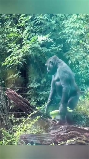 Top 5 freaky monkeys ...💀😭#funny #shorts