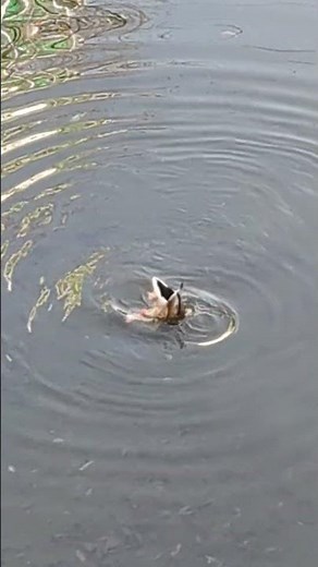 シンクロナイズドスイミング ソロ