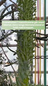 Vores svanehals-agave er i blomst og det sker kun én gang i plantens liv. Følg med, mens den imponerende blomsterstand vokser frem i Ørkenhuset. 🌵✨ Svanehals-agave (Agave attenuata) stammer fra tørre områder i Mexico. Det er en populær prydplante med flere forskellige navne – den kaldes blandt andet rævehale-agave og løvehale-agave. Alle dyrenavnene henviser til plantens karakteristiske blomsterstand, som først vokser lodret op og derefter, på grund af tyngdekraften, bøjer sig ned mod jorden. D