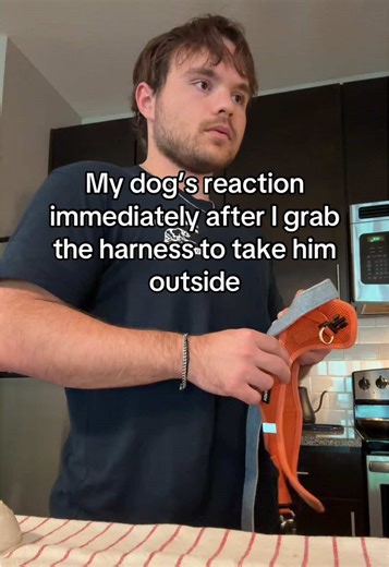 Cavapoo Puppies: Adorable Moments on TikTok