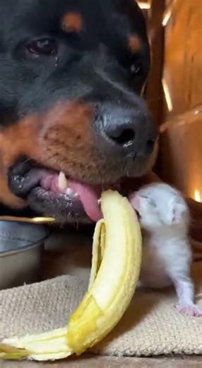 A Royalty Cane Corso help abandoned newborn to pet at home #sora #Gemini #AI