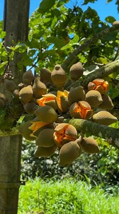 2.9M views · 28K reactions | This fruit is packed with health benefits!#fyp #highlights | Cempedak Philippines Atbp | Facebook