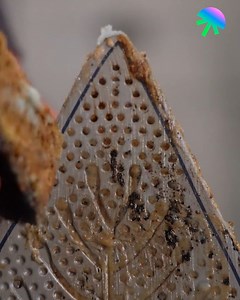 Smart Iron Cleaning Hack | Pixel Pop