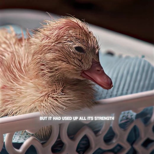 Cute little yellow duck#movie #foryouu #fypシ #cute #duck | Duck