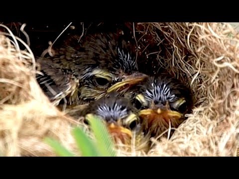The cuckoo baby's bird cry to eat food now on nest