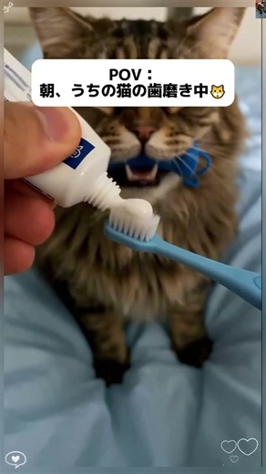 猫飼いさんなら知ってほしいアイテム🐱猫ちゃんの歯磨きがもっとラクになる✨#猫用デンタルブラシ#猫歯磨きケア#猫のお