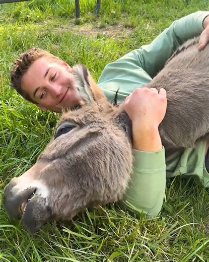 Donkey acts just like a dog! 🐴😍 #donkey #farmanimals #cuddlebuddies | Cuddle Buddies