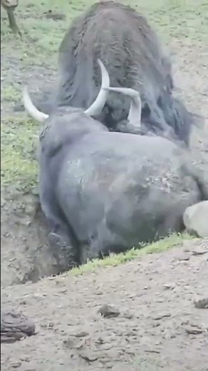 Yak vs. Bull: The Ultimate Showdown #animals #wildanimalfacts #wildcats