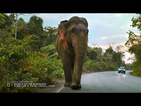 Official Trailer | Secrets of the Elephants | National Geographic MENA