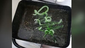 People are eating fried toothpicks. The South Korean government would like them to stop