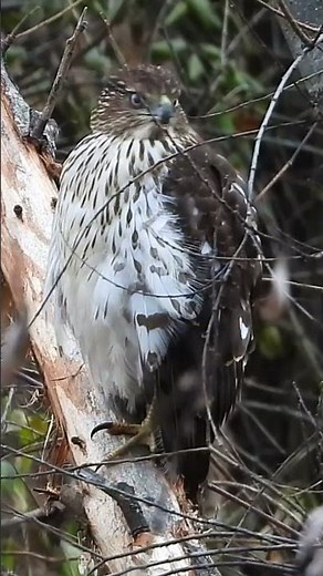 Cooper's Hawk Calls and Sounds #shorts