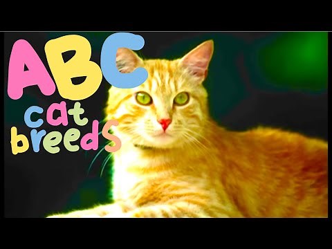 ABC Cat Breeds for Children - Learn Alphabet with Cats for Toddlers and Kids