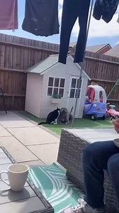 Pure love 💕 Cre: DM #pitbull #americanbully #pitbulls #dog #doglover #pitbullrescue #pitbullsofficial #pitbullsofinstagram #pitbullhub #fyp #bullybreed #bullylife #pittie #amstaff #staffy #dogs #pitties #pittiesofinstagram #bully #pitbulldog #furry #puppy #puppies #pitbulllove #pitbullpuppy | Pitbull Hub