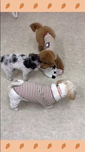 ＃犬のようちえん ＃犬のほいくえん ＃犬お泊りトレーニング #子犬しつけ #しつけ教室 #プードル ＃犬のしつけ #shorts #パピートレーニング