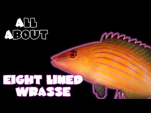 All About The Eight Lined Wrasse