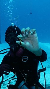 Tune in to the latest episode of Bahama Banks to see more major finds by our very own Captain Alex Barrett! 👀🇧🇸🫡 📺: Full Episode (link-in-bio) #walkerscay #bahamas #treasurehunting #treasure #shipwreck #treasurehunter #artifacts #archaeology #gold #jewels | Carl Allen