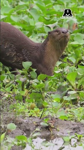 This #WorldOtterDay, let’s celebrate these playful water babies and protect the ecosystems.