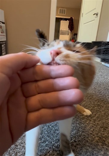 Wobbly Calico Cat: Adorable Cat Video