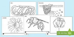 Bees Colouring Pages