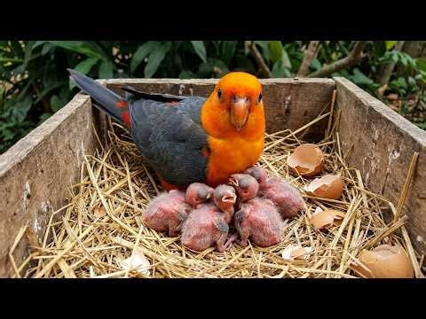 Day 0 to Day 40 The Incredible Growth Journey of an African Grey Parrot Chick | Zoo Aviary Life