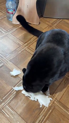 Lunyasha's Prey Behavior Explained