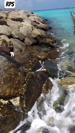 🐚 beach area Stone side more small conch shell 🐚#naturalvideo #...