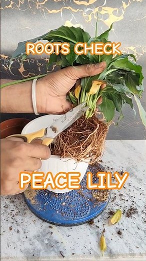 Repotting Peace Lily Plant 🌿 (Do This Correctly!)