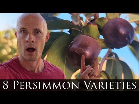 Persimmon flower/fruit Spring Tour 2025: Raven, Thiene, Saijo, Hana, Coffee Cake, Maru, Fuyu